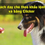 cach day cho theo khau lenh va bang Clicker 3