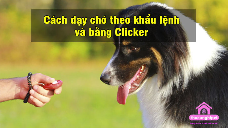 cach day cho theo khau lenh va bang Clicker 3