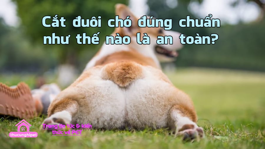 cat duoi cho dung chuan nhu the nao la an toan