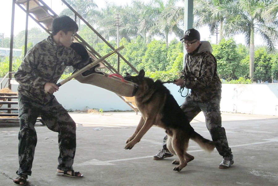 huấn luyện thể thao cho chó