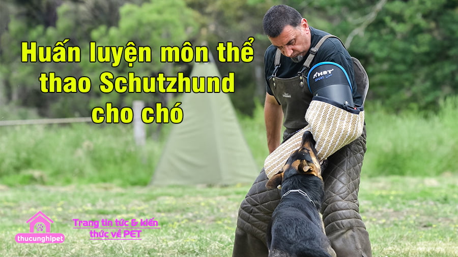 huan luyen mon the thao Schutzhund cho cho 4
