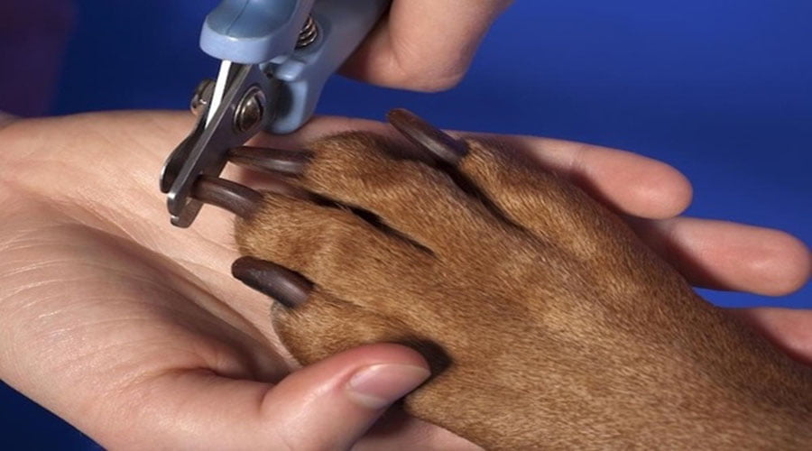 cách cắt tỉa móng cho cún