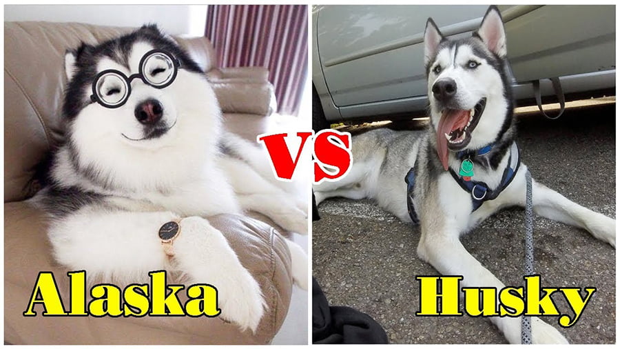 phân biệt chó alaska và husky
