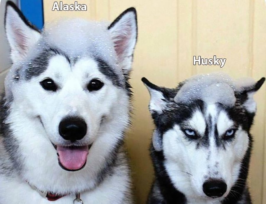 phân biệt chó alaska và husky