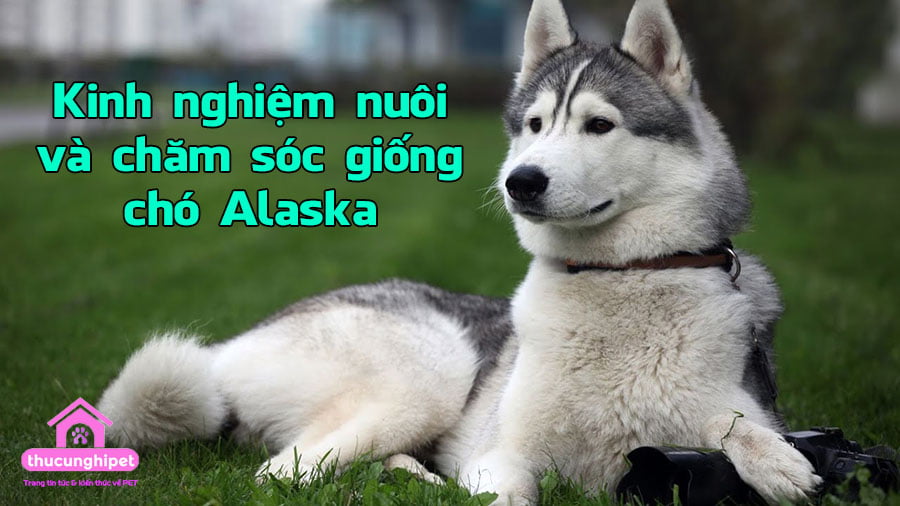 kinh nghiem nuoi va cham soc giong cho Alaska 4