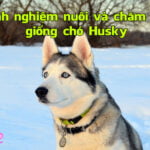 kinh nghiem nuoi va cham soc giong cho Husky 4