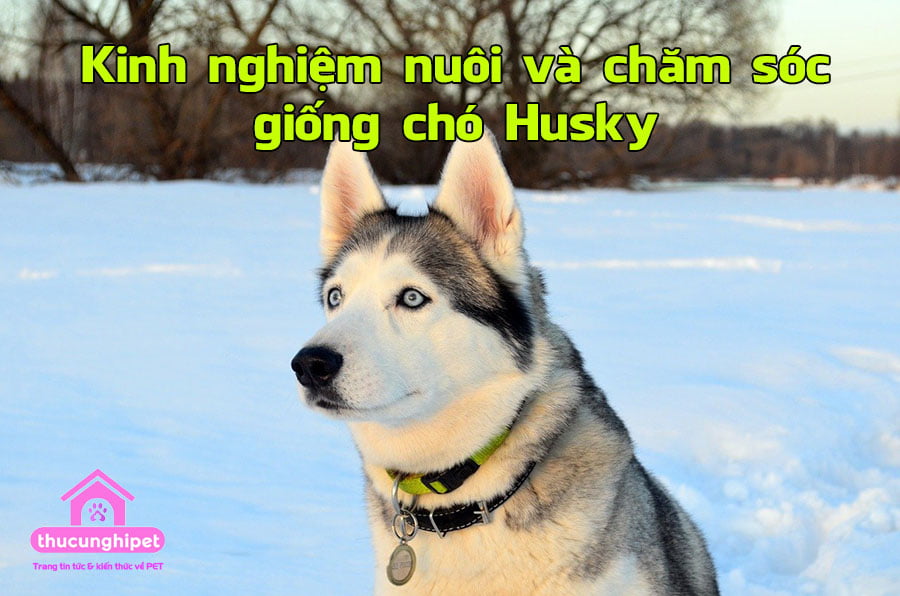 kinh nghiem nuoi va cham soc giong cho Husky 4