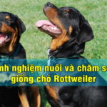 kinh nghiem nuoi va cham soc giong cho Rottweiler 3