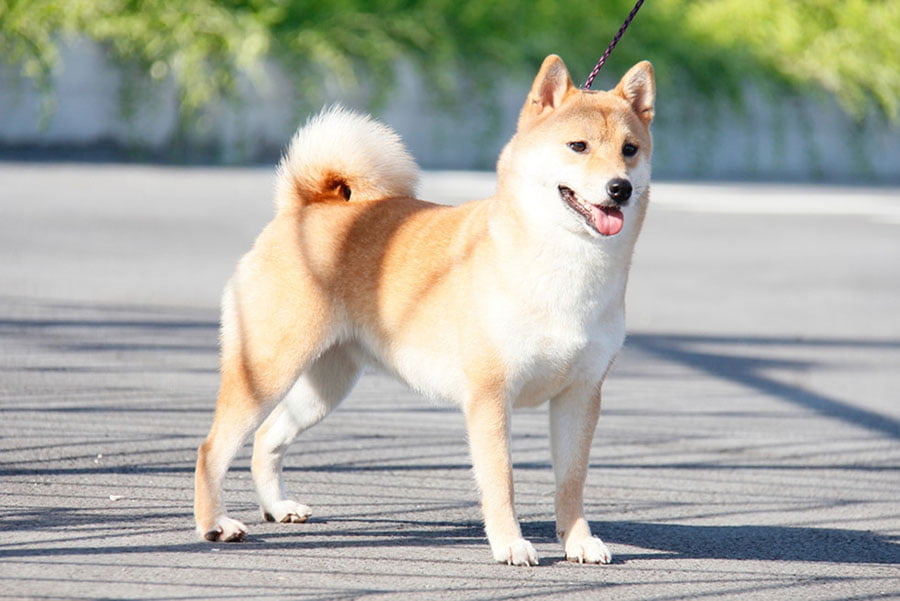 thông tin về giống chó Akita