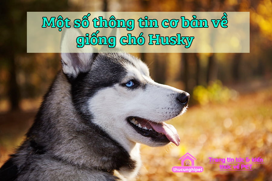 mot so thong tin co ban ve giong cho husky 5