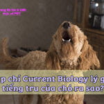 tap chi current biology ly giai tieng tru cua cho ra sao