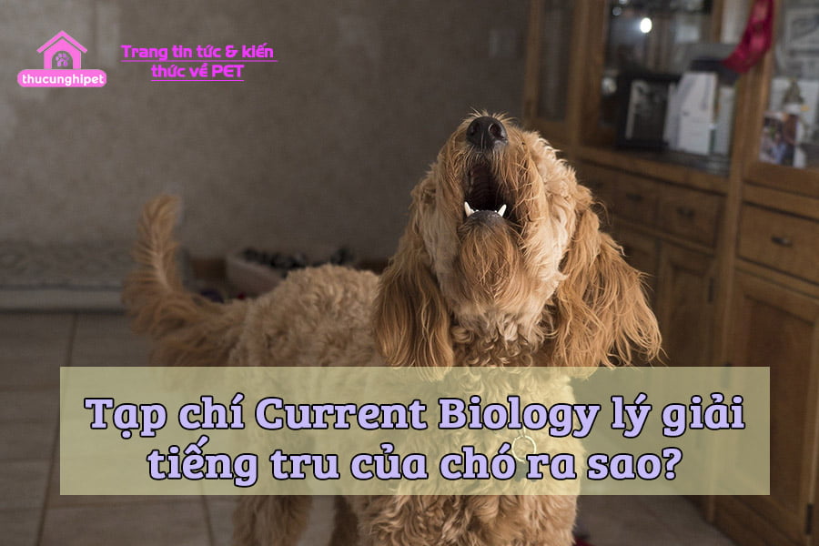 tap chi current biology ly giai tieng tru cua cho ra sao