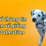 thong tin co ban ve cho dalmatian
