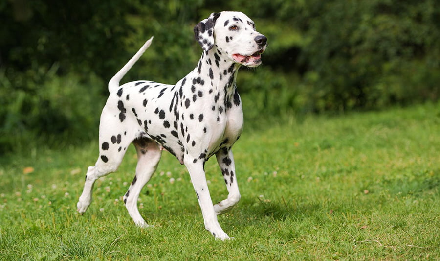 thông tin về chó Dalmatian