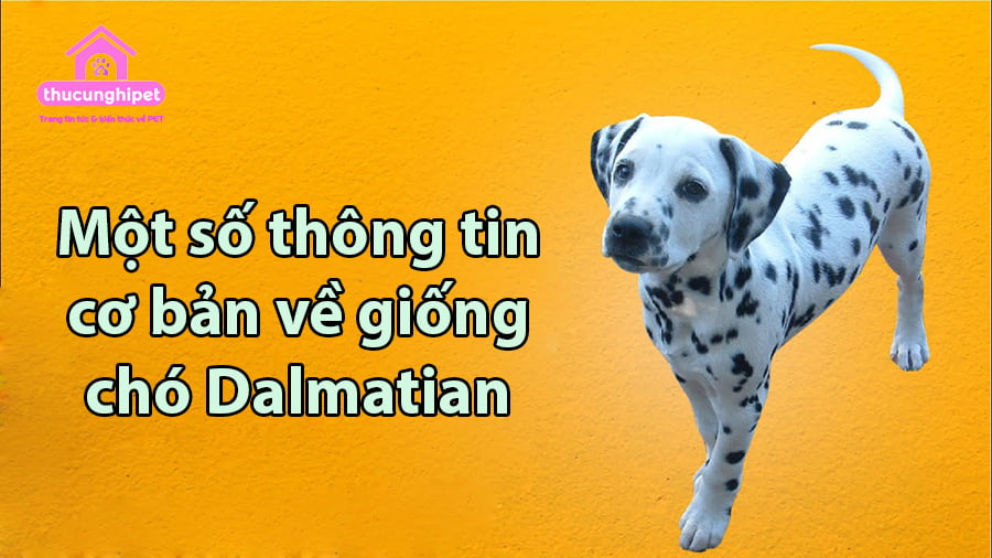 thong tin co ban ve cho dalmatian