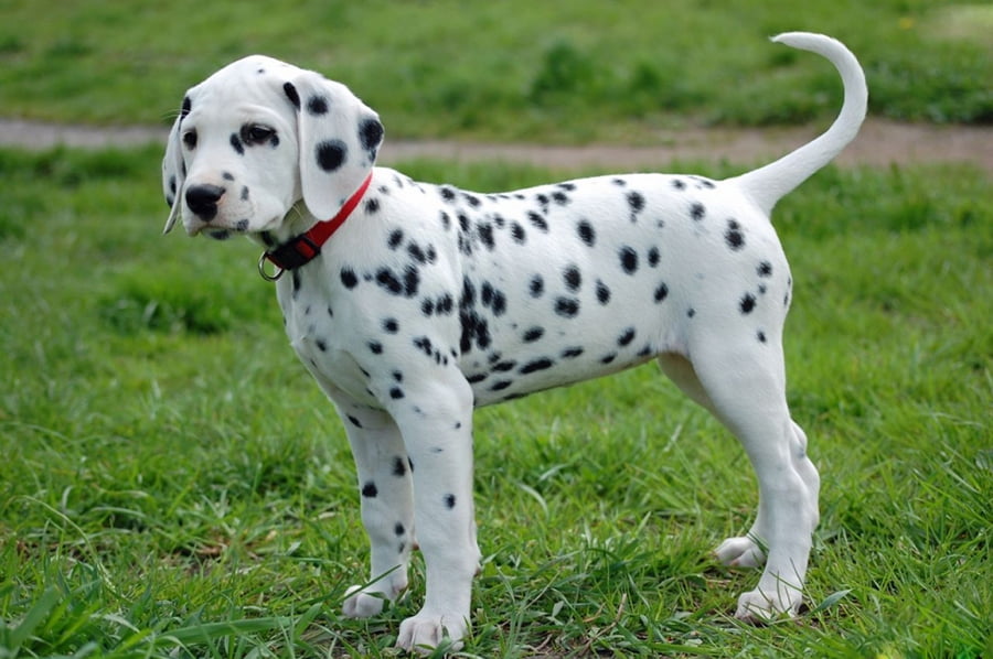 thông tin về chó Dalmatian
