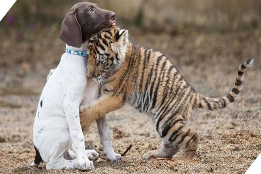 cún và hổ con